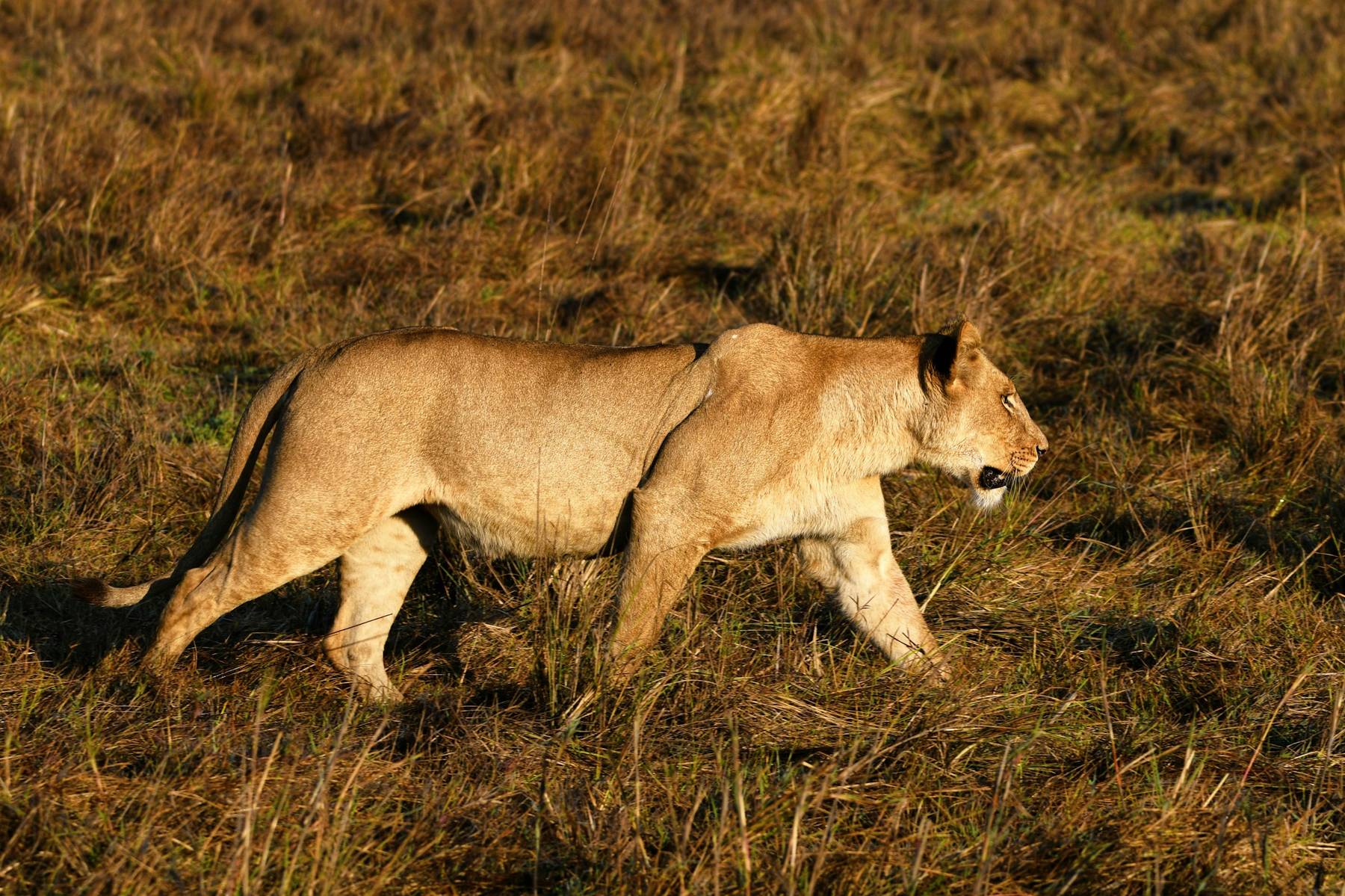 Lioness on the Busanga Plains, Kafue