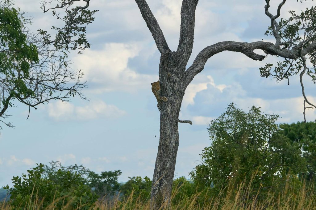Leopard, Kafue National Park