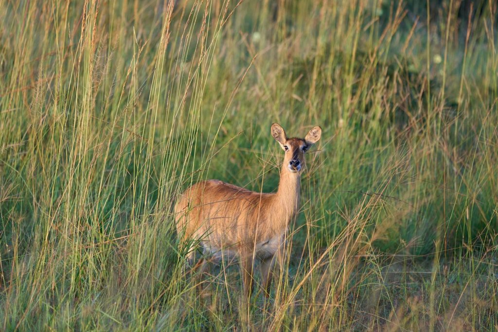 Puku, Kafue National Park