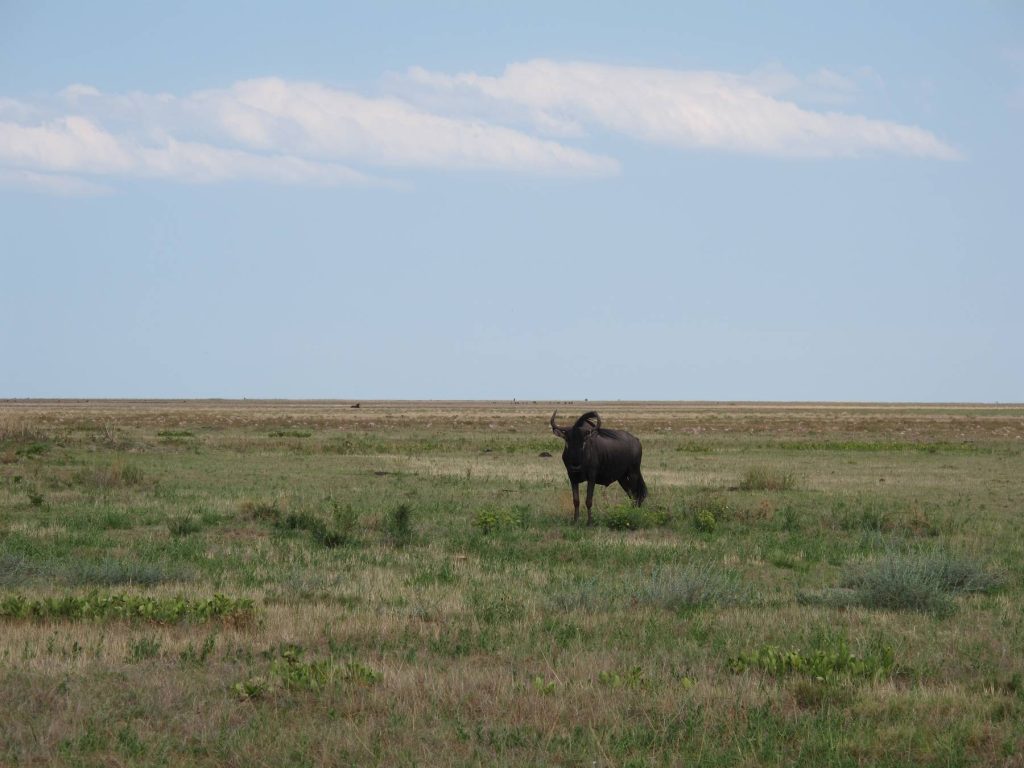 Wildebeest, Liuwa Plain