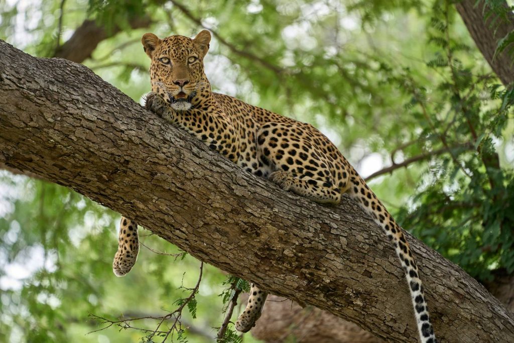 Leopard, South Luangwa National Park