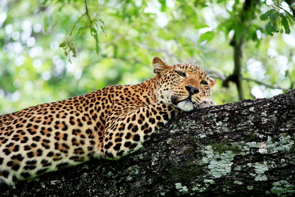 Leopard, South Luangwa National Park