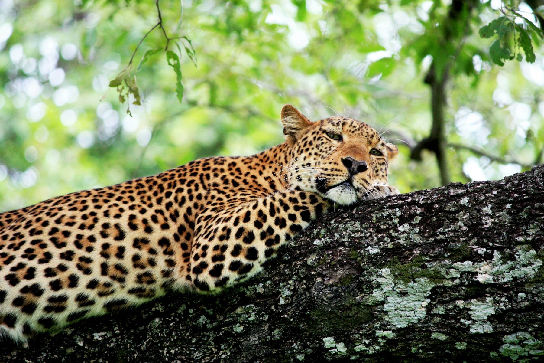 Leopard, South Luangwa National Park