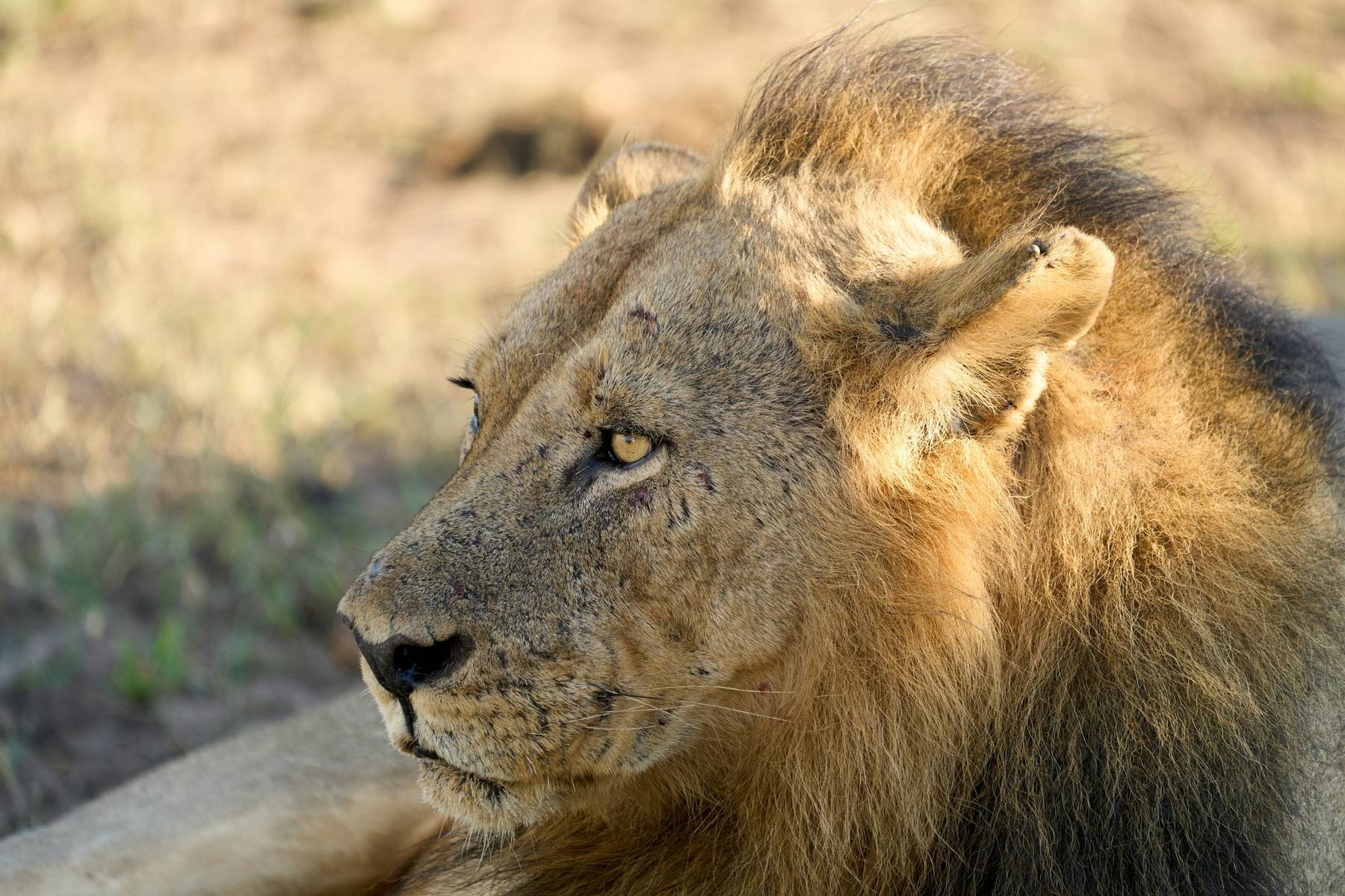 Lion, South Luangwa National Park
