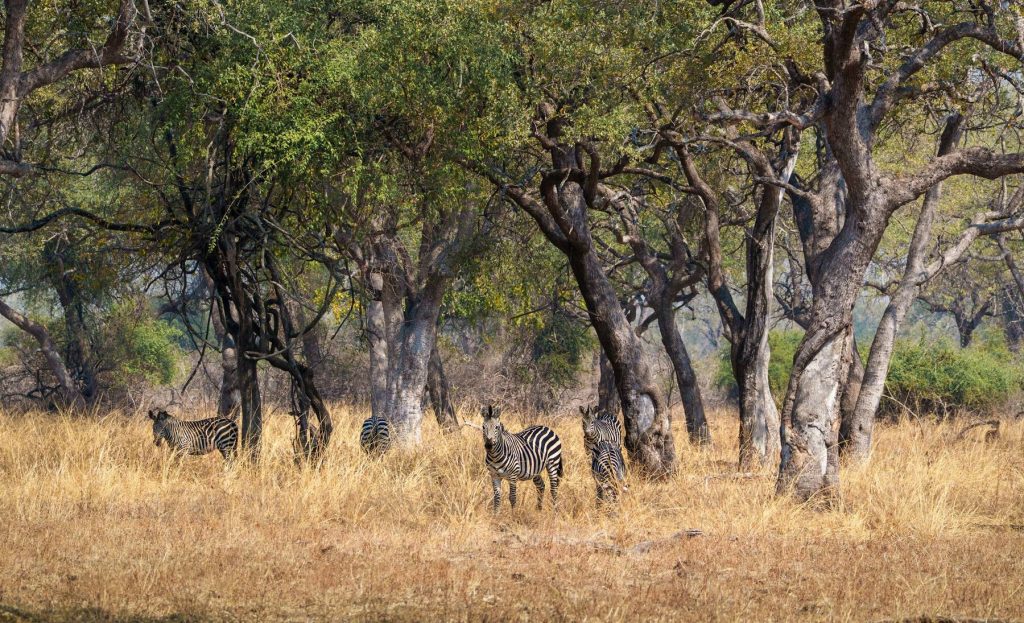Zebra herd, South Luangwa National Park