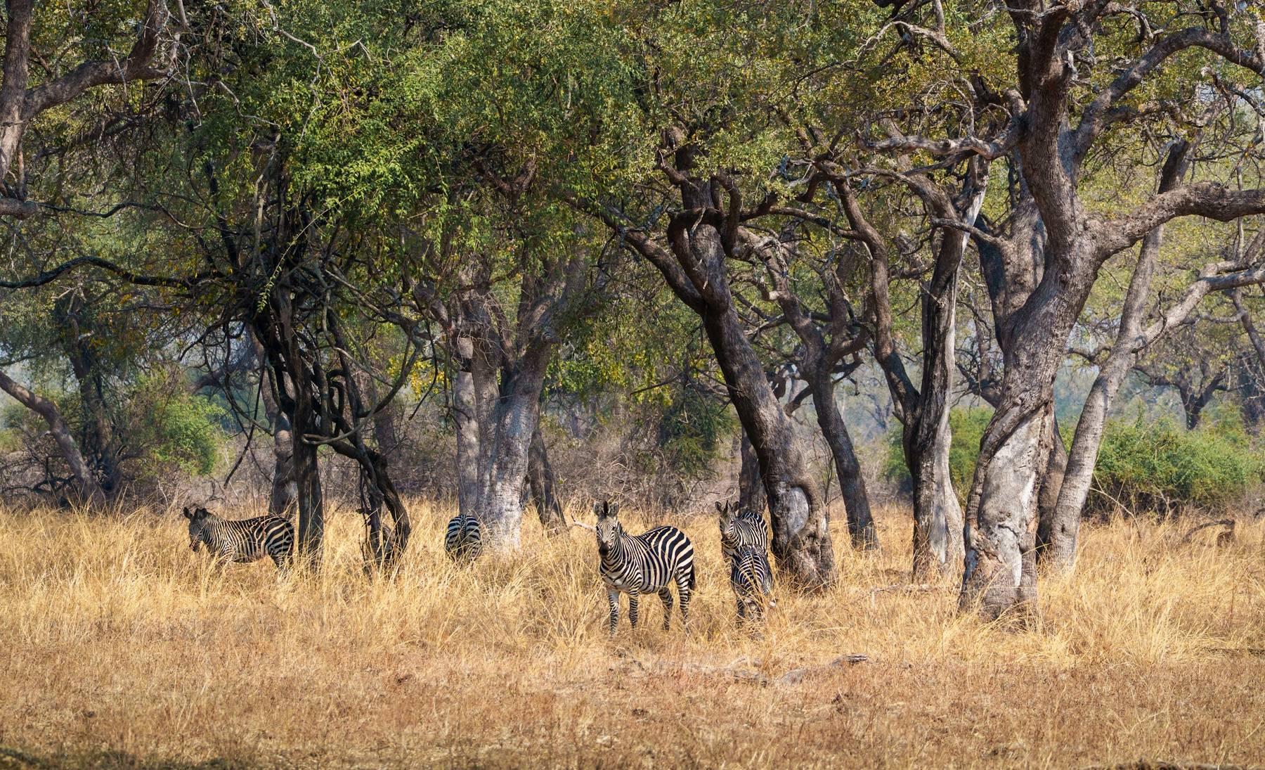 Zebra herd, South Luangwa National Park