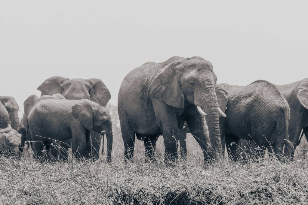 Elephants, Lower Zambezi National Park