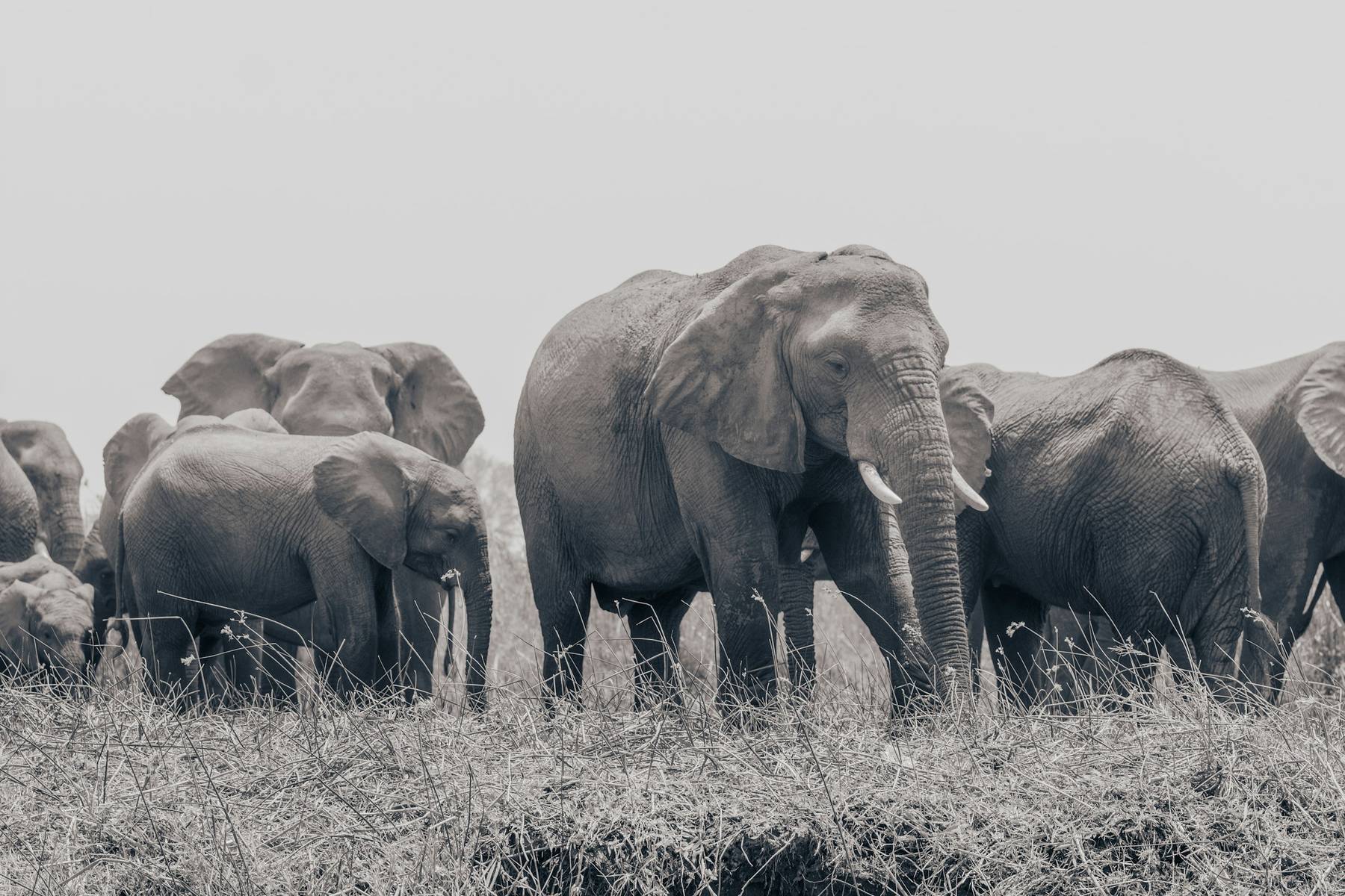 Elephants, Lower Zambezi National Park