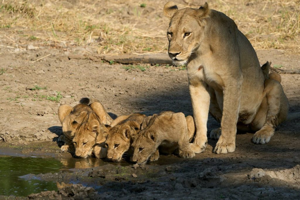 Lioness and cubs, Lower Zambezi