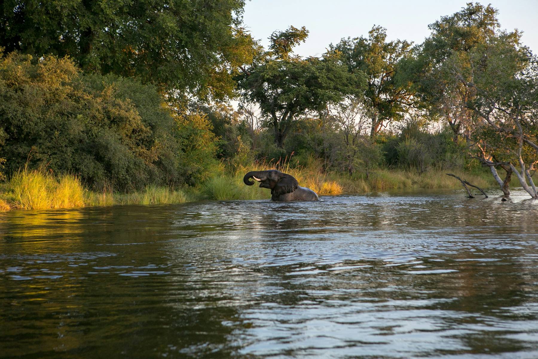 Sunset cruise on the Zambezi, Livingstone